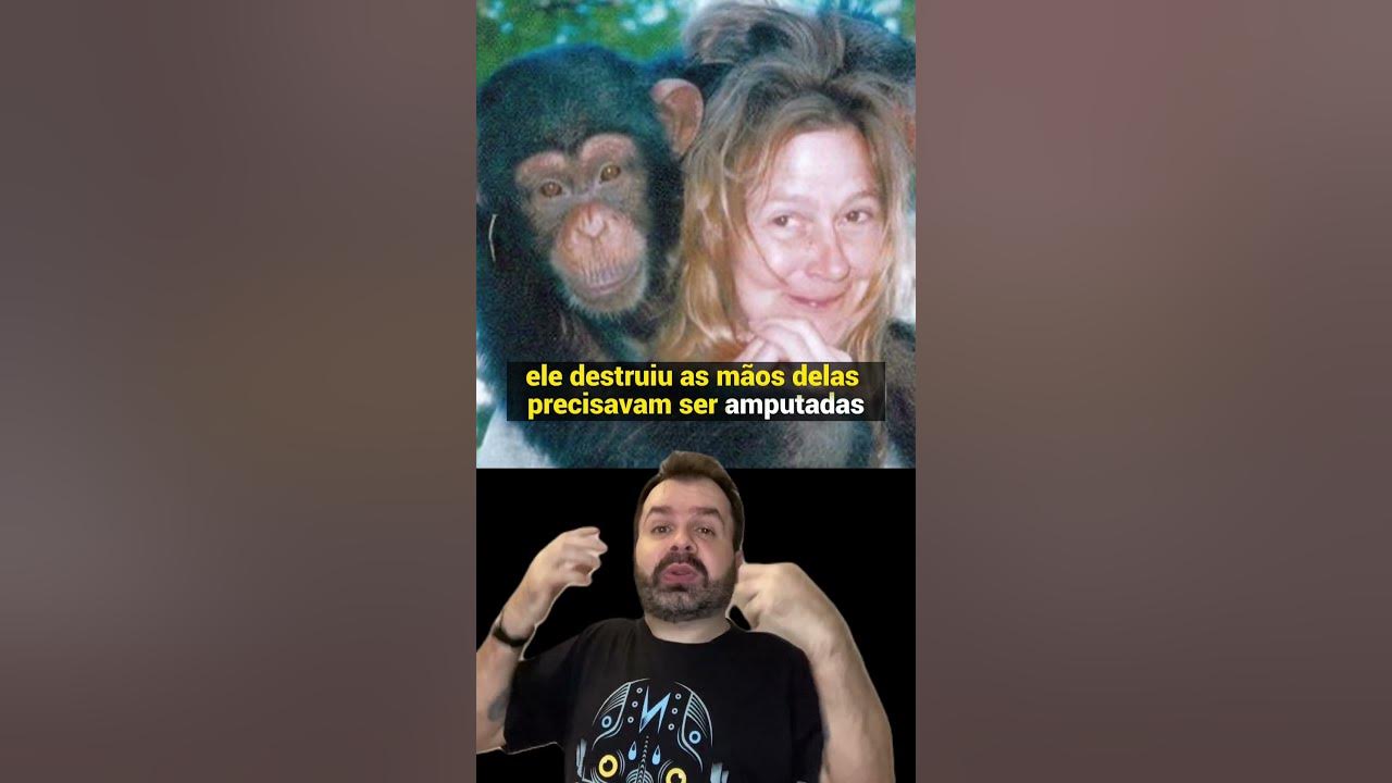 Chimpanzé Travis o Macaco que atacou a amiga da dona shorts YouTube Chimpanzé Travis o Macaco que atacou a amiga da dona shorts YouTube