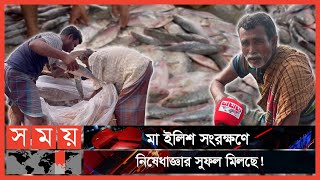 চাঁদপুরে ইলিশের সয়লাব, খুশি জেলেরা | Chandpur News | Fish Market | Somoy TV