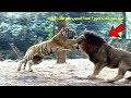 أسد ضد ثلاث نمور لهذا السبب هو ملك الغابة 