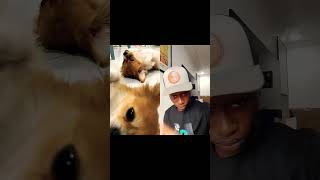 Full Video below #PuppyDaily#KokoniLife#DogWorld#PuppyCutie#DogFamily#LittlePuppy#KokoniLove