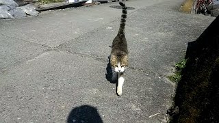 顔見たら向かって来る猫、琵琶湖の猫島にもいました。