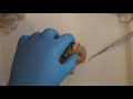 Sheep Brain Dissection Quiz