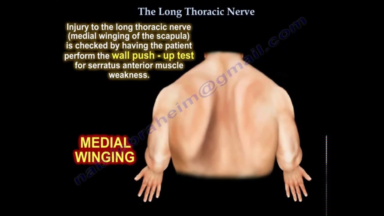 thoracic nerve