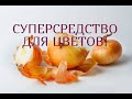 Отличное удобрение для комнатных растений//Луковая шелуха//Катерина Кир