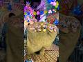 Jungle Ke Raja ЁЯШНЁЯШНЁЯФеЁЯФеЁЯФеЁЯЩП King Sher Jungle Lion Trending Viral Shorts Jungle Ke Raja ЁЯШНЁЯШНЁЯФеЁЯФеЁЯФеЁЯЩП King Sher Jungle Lion Trending Viral Shorts