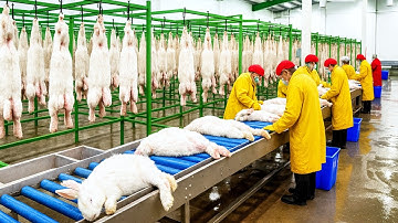 Inside the Rabbit Fur Factory: Soft Pelt to Fashion Accessories (Full Process)