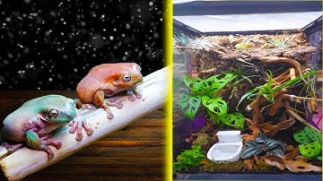 Building A Bioactive Enclosure For My Whites Tree Frog