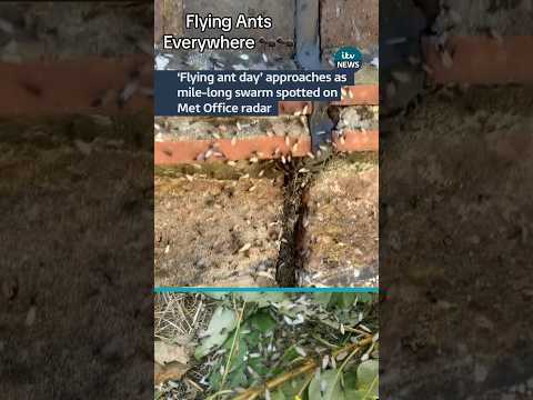 Flying Ant Day Approaches In UK As Met Office Spot Mile Long Swarm On Radar UK ITVNews News