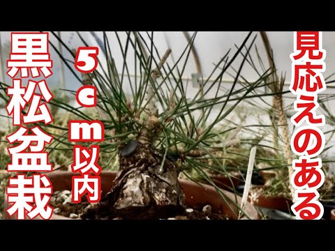 Incredibly small 2-2.5 cm Mikawa Kuromatsu bonsai, finally