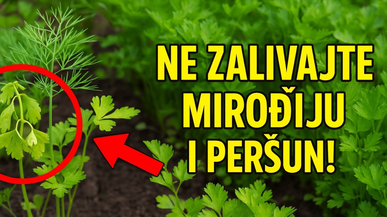 НЕ ЗАЛИВАЈТЕ мирођију и першун! 99% људи упропасти род једном грешком.