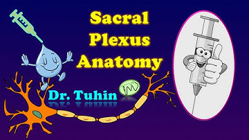 Sacral Plexus Anatomy | Branches | Sacral Plexus Diagram | Sacral Plexus Made easy | @DrTuhinM