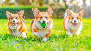 10 HOURS Soothing Music For Dogs  Anti Separation Anxiety  Stress Relief Music