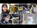 猫カフェ行ったらめっちゃ美形の猫ちゃんに出会いました♥