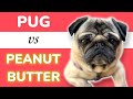 Pug barking for doggie peanut butter  funny talking pug