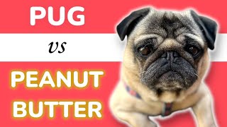 Pug Barking for Doggie Peanut Butter!  Funny Talking Pug