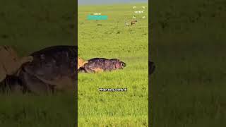 Hippo Makes Epic Escape From Hungry Lions  🙈 #wildlife #lions