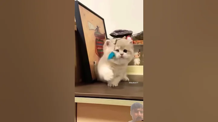 Watch the video about Fun with a couple cats II lovely scenes looks good II amazing and funny videos II #lovelymoments II