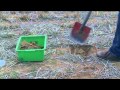 How to determine earthworm populations