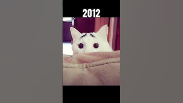 Famous Cat Memes (Then vs Now) #shorts #memes #legend