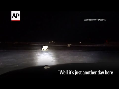 Runway Inspector Finds Polar Bears at AK Airport