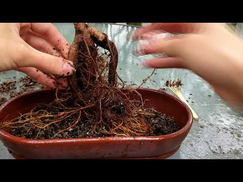 Vídeo: Ficus Bonsai (43 Fotos): Com Fer Un Arbre A Partir D’un Microcarpi? Atenció A La Llar. I Si La Planta Deixa Fulles?