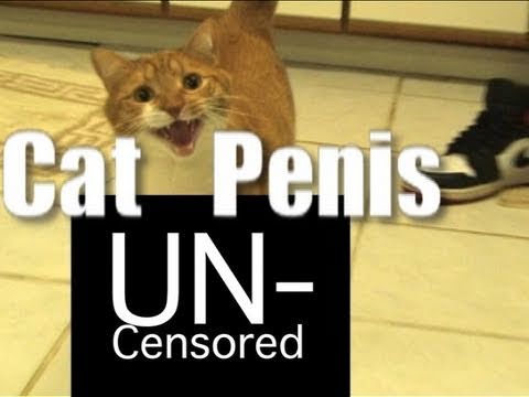 Why Does My Cat Exteriorize His Penis?