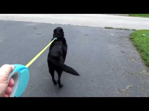 retractable-dog-leash