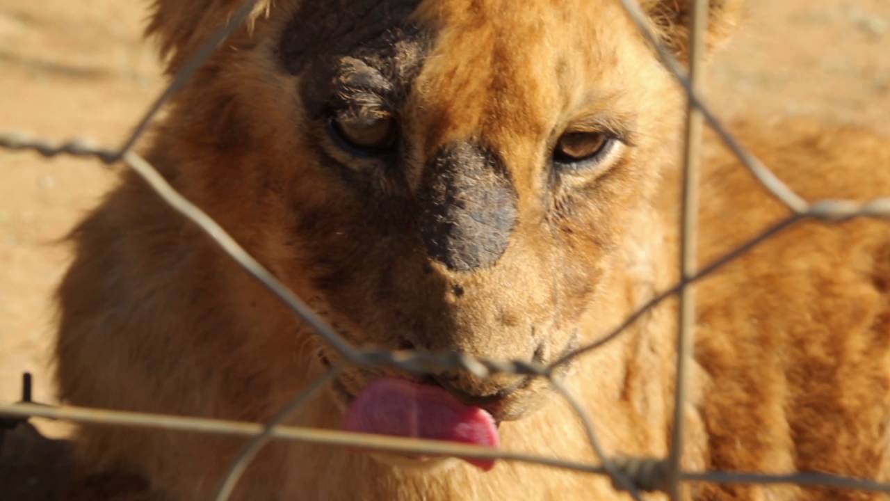 Canned Hunting petitie overhandigd! VIER VOETERS www.viervoeters.nl YouTube