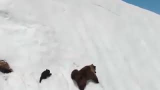الدب الصغير الذي لا يستسلم ، فيديو نادر جدا