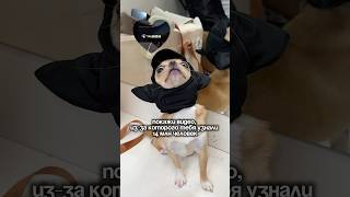 Танк в тренде 😂арт вб: 395942176  #микрочихуахуа #чихуахуа #парюм #приколы