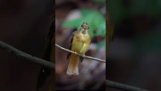 Royal flycatcher: This Ordinary Bird Hides a Royal Crown