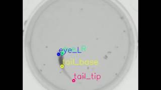 Zebrafish - Pose Tracking