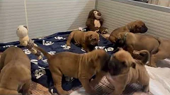 What is it like to have a BOERBOEL?