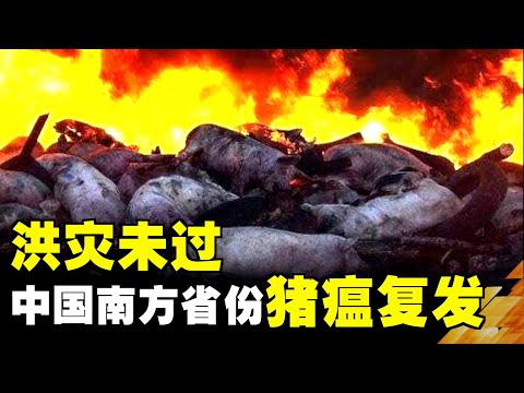 洪灾未过 中国南方省份猪瘟复发| 真相传媒