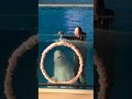 #八景島シーパラダイス#シーパラダイス #シーパラ #シロイルカ #beluga # dolphin#japan #japanese #japaneseculture #日本 #日本の観光地 観光地