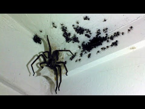 Вопрос: Где живут самые большие пауки в мире?