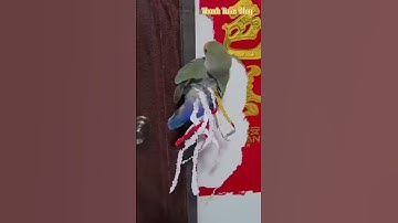 Tổng hợp những tình huống hài hước của các loài động vật đáng yêu PHẦN 12