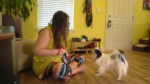 Teaching retrieve, check-in 2