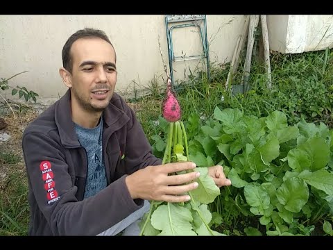 Turp nasıl yetiştirilir?  tohumdan hasata kadar