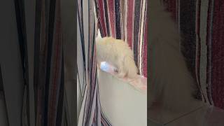 بيراقب الناس😂😂يوميات القط ميلو#shortvideo #cats #funnycats #funnycatvideos #shorts #قطة #قطط