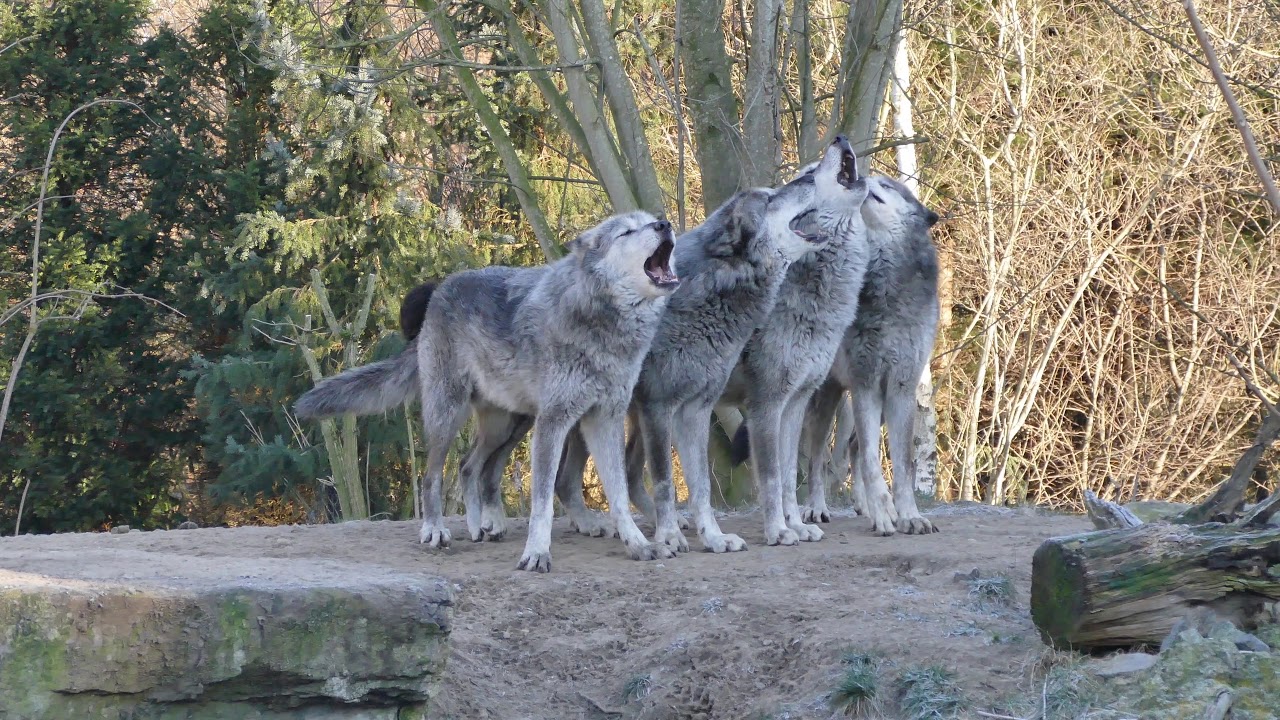 Verschiedene Hunde bellen Hund Sound von 15 verschiedenen