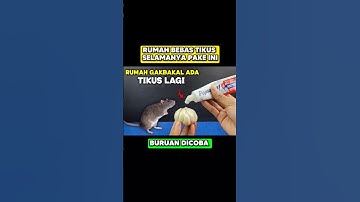 Cara mengusir tikus dari rumah ⁉️#idekreatif #tutorial #tipsdantrik