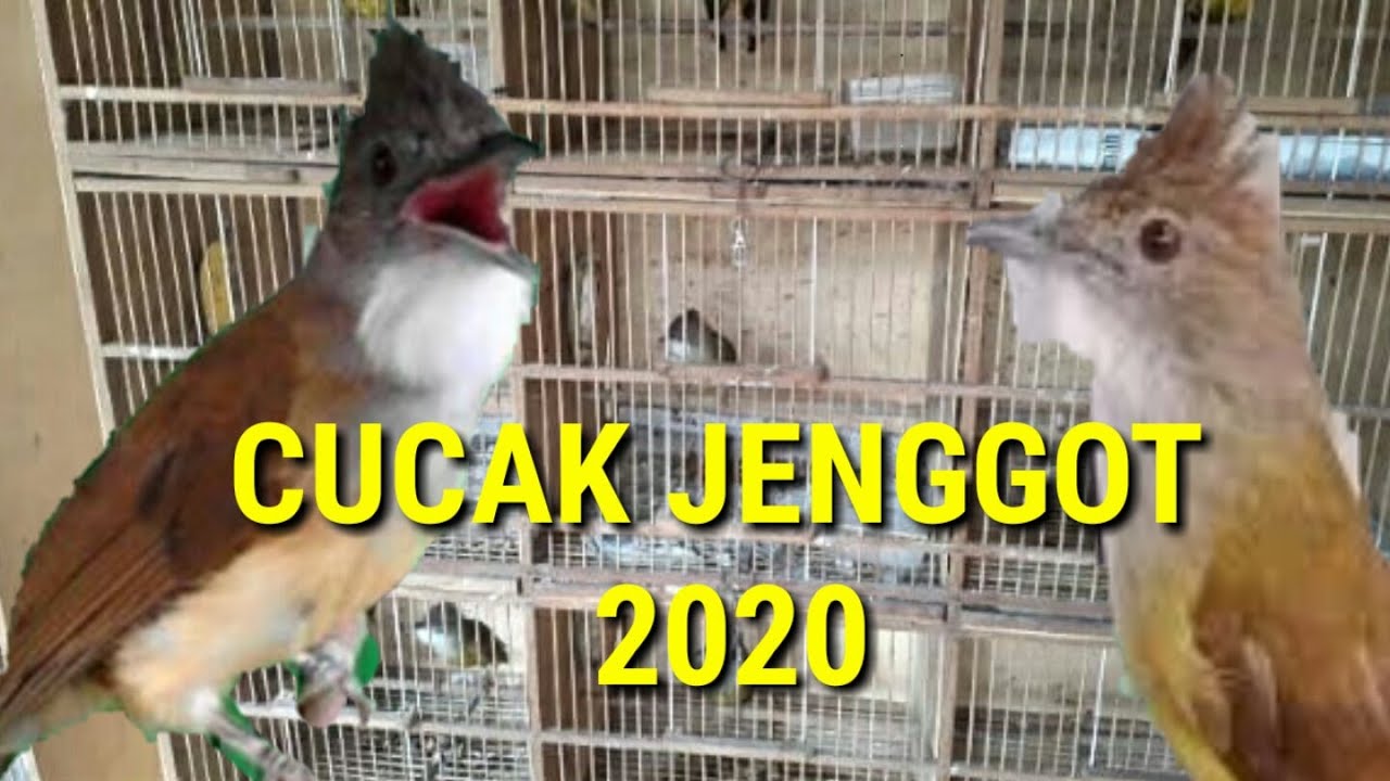 CUCAK JENGGOT 2020 #burung #kicau 
