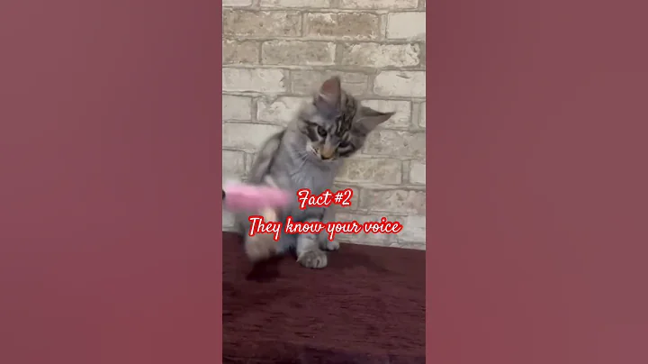 Watch the video about #mainecoons #gentlegiant #kitten #gentlegiant #bestpets #bestbreed #bestfriend #purebreed #catfacts