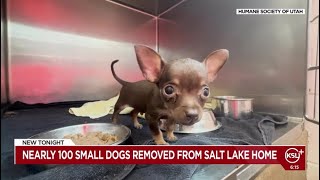 Nearly 100 dogs rescued from a Salt Lake City home