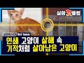 [실화탐사대] 동물 보호소 앞 테러! 기적처럼 살아남은 고양이 20200912 #실화탐사대 #실화On