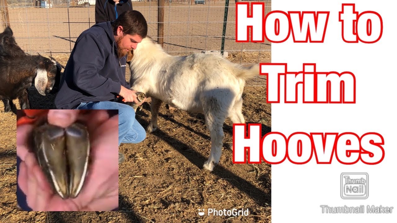 How to Trim Goat Hooves. Trimming Goat Hooves in the Buck Pen, in the