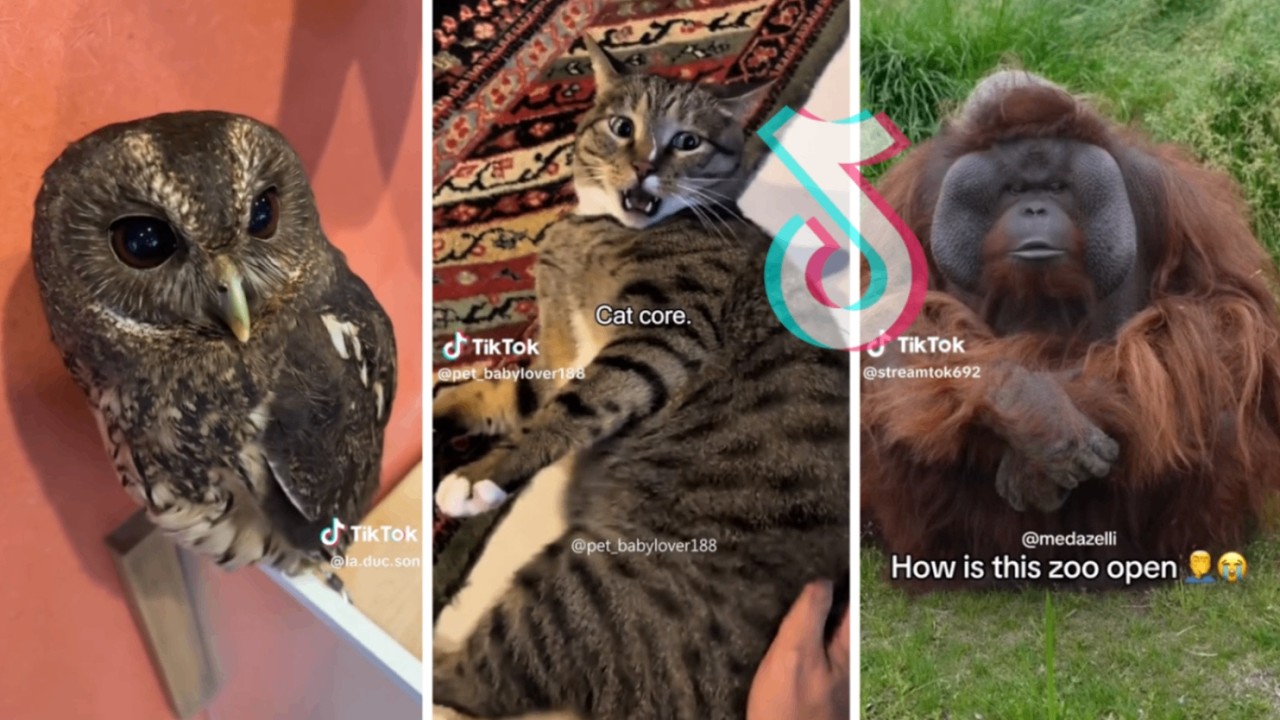 The Chuckle Zoo: Funny Animal Moments💥