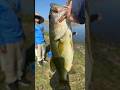 Catch &amp; Cook LMB! #fishing #largemouthbass #cooking #fish #healthy #food #easyrecipe #eat #shorts