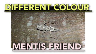 Different Colour Changed Mentis On Jack Trunk 😁✌️ #mentis #bug #animals by Nini Nature Collection 🌶️ 31 views 3 weeks ago 1 minute, 32 seconds